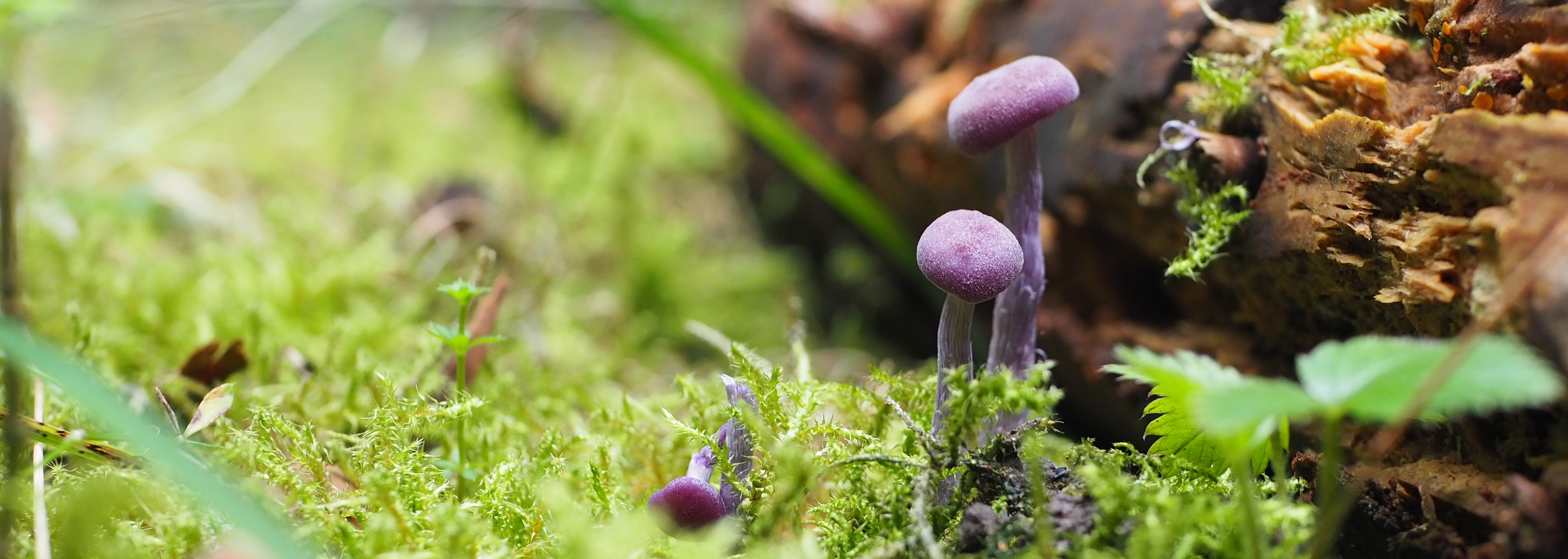 Violet amatysthat