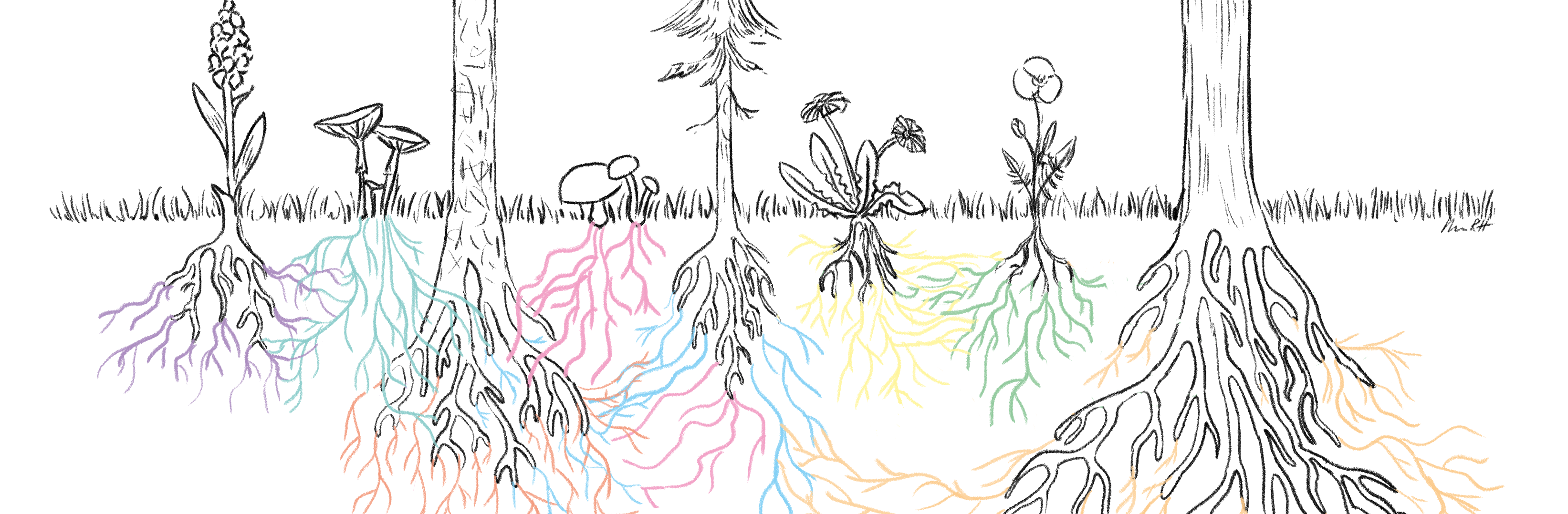 Mykorrhiza illustration